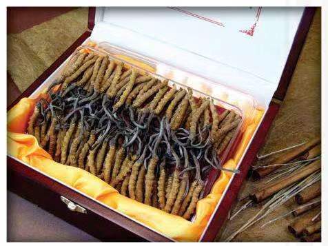 固阳冬虫夏草回收